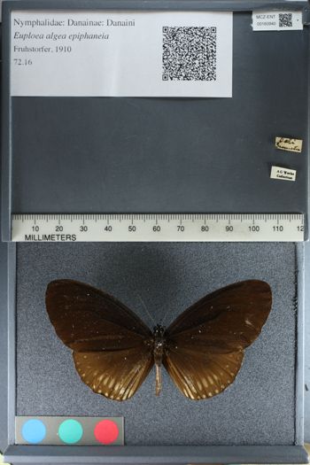 Media type: image;   Entomology 160940